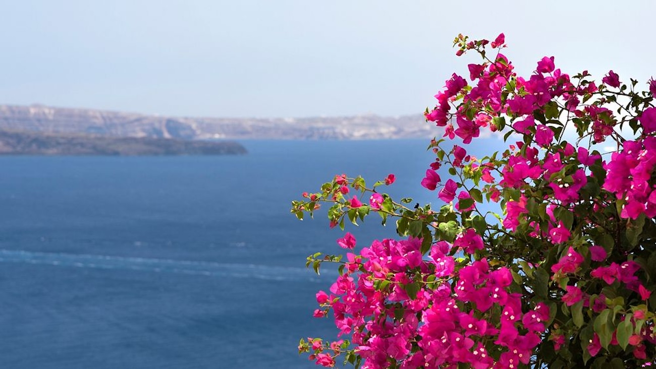 Bougainvillas in Greece