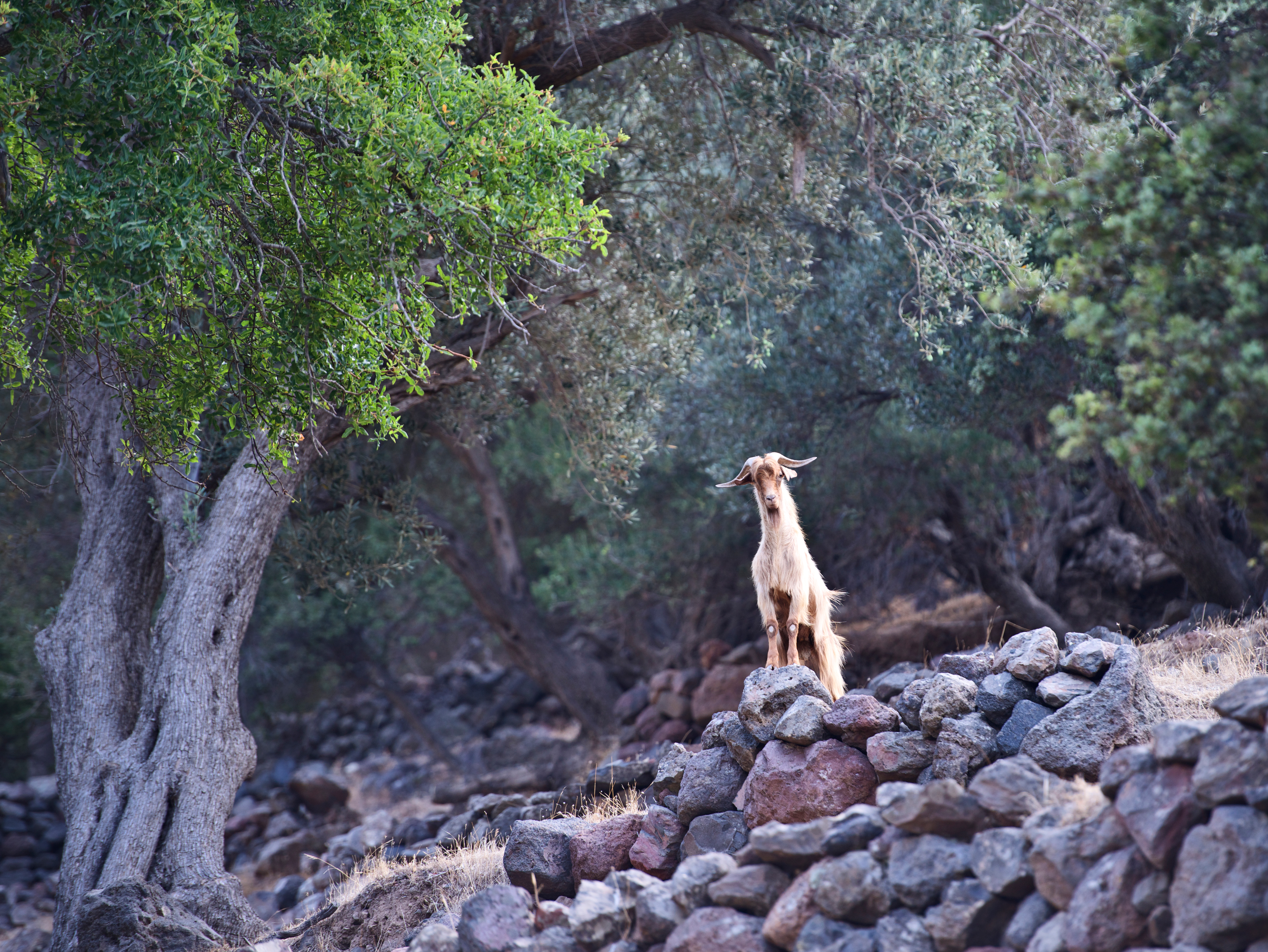 Wild Goat in Nisyros Geopark