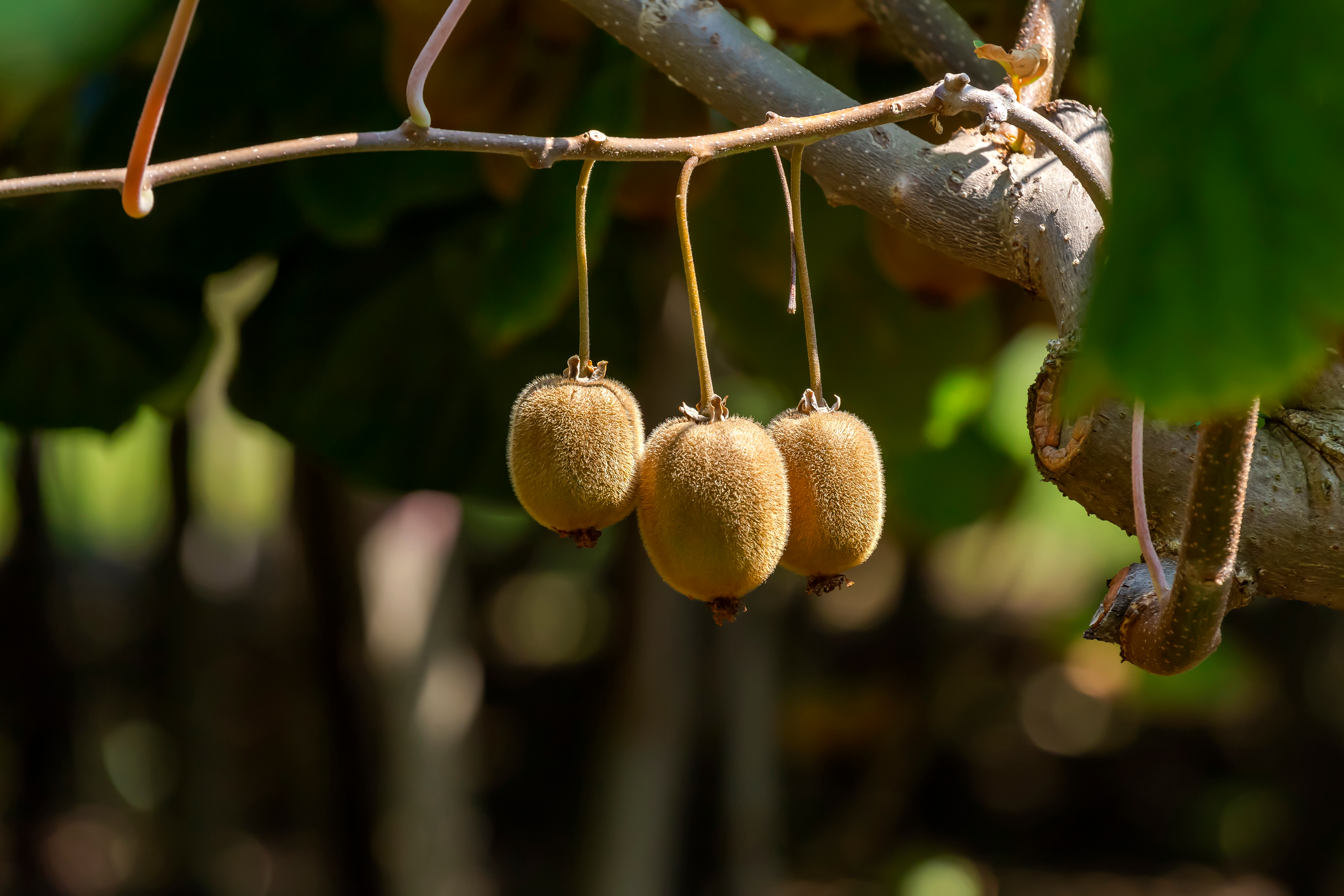 Kiwi fruit in Greece
