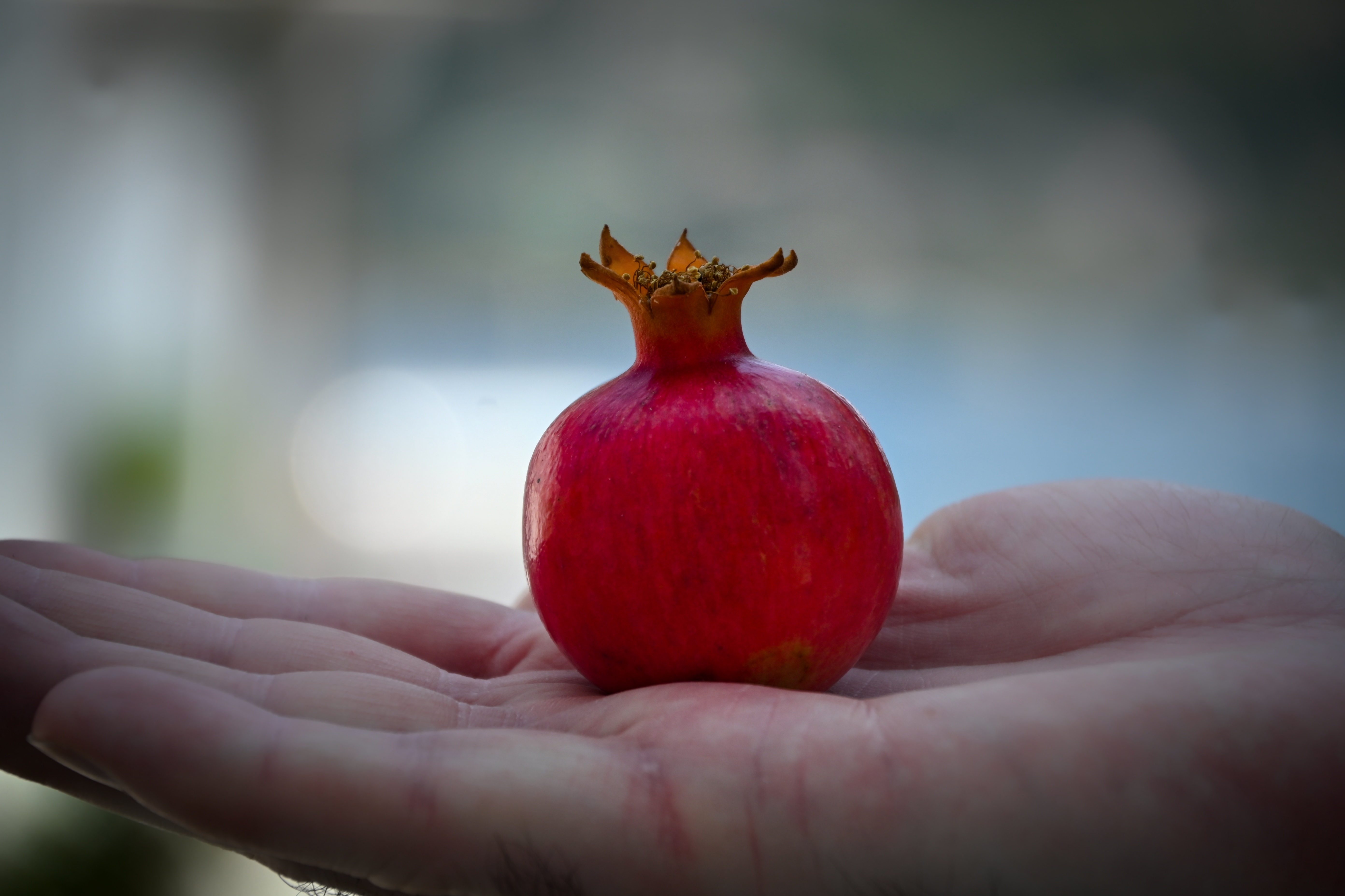 A little, red, pomegranate