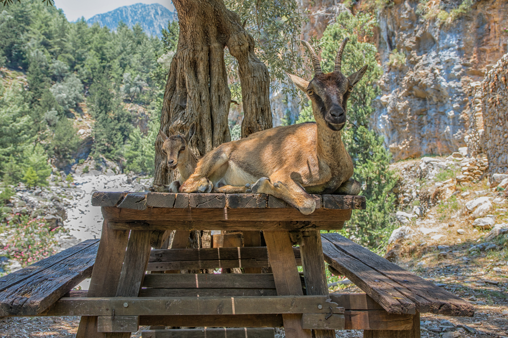 Kri-Kri Goat in Samaria Gorge