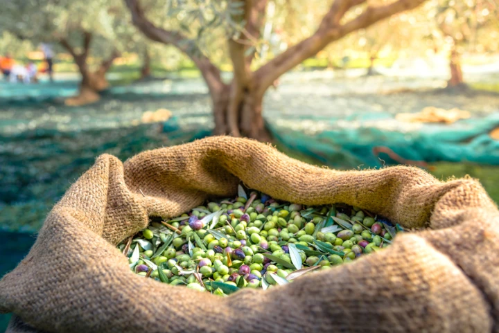 Harvest of Fresh Greek Olives