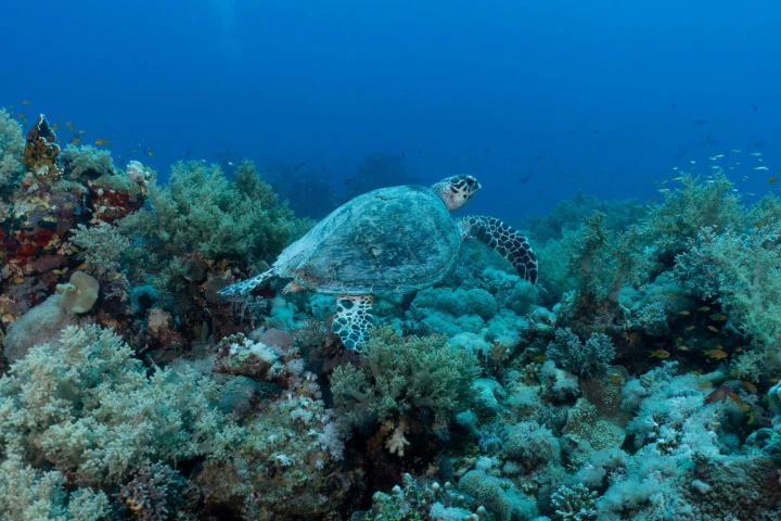 Marine park