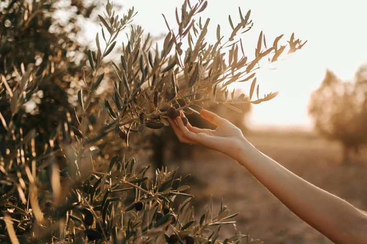 Olive Harvest in Greece