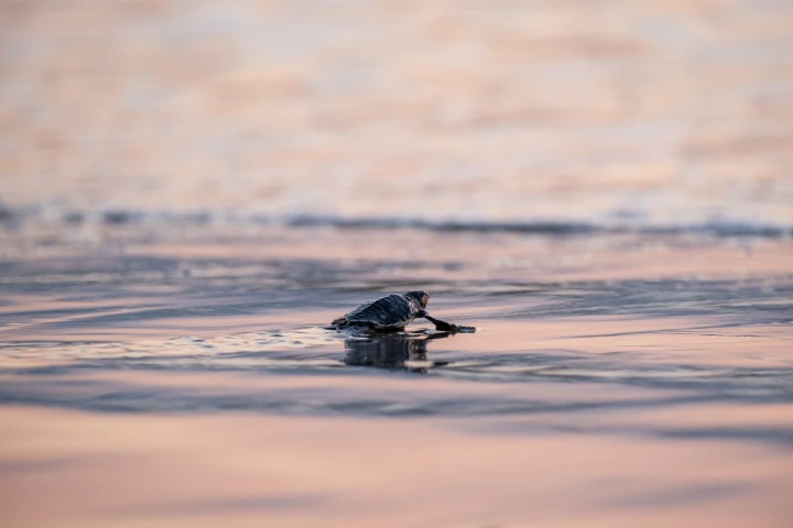 Sea Turtle in Greece