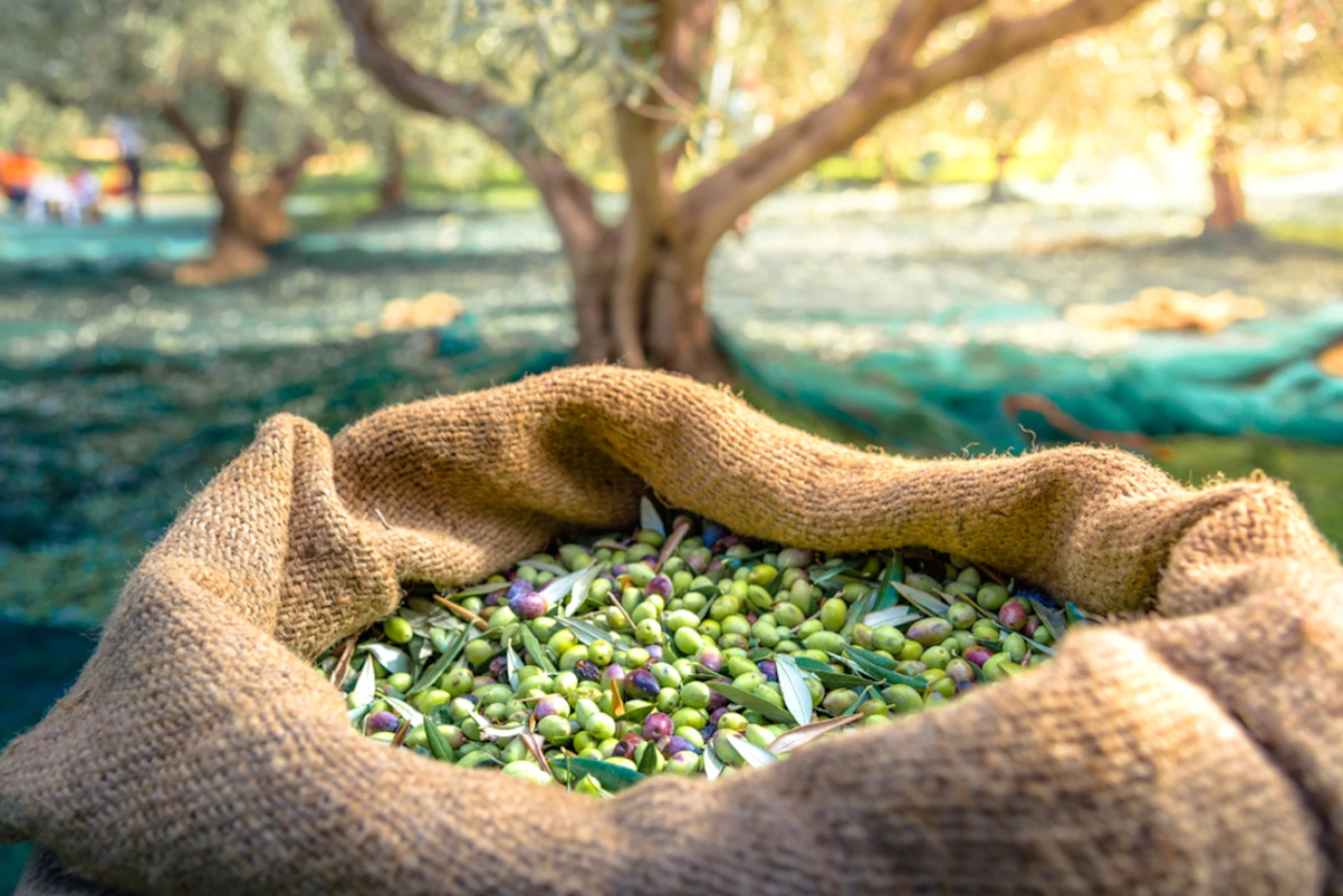 Harvest of Fresh Greek Olives