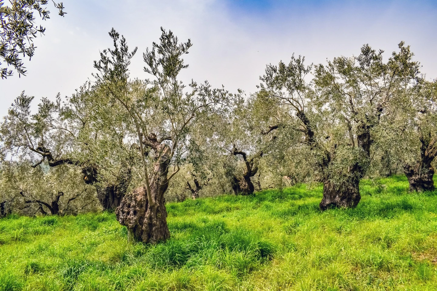 Olive, olive trees