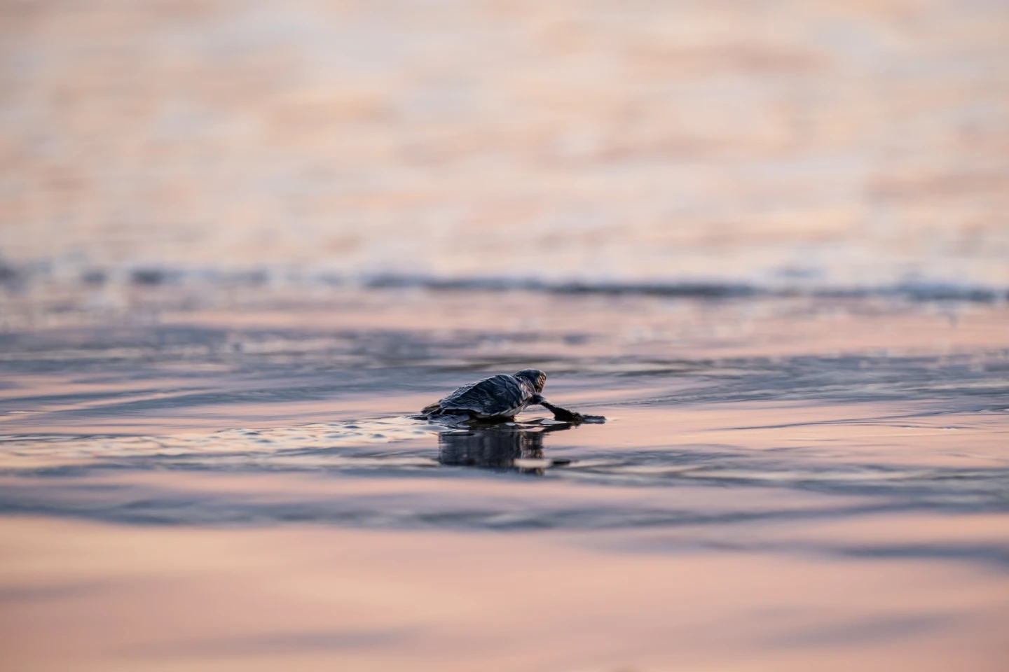 Sea Turtle in Greece