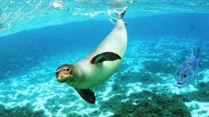 Nisyros Geopark, Monachus-Monachus Mediterranean monk seal