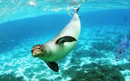 Nisyros Geopark, Monachus-Monachus Mediterranean monk seal