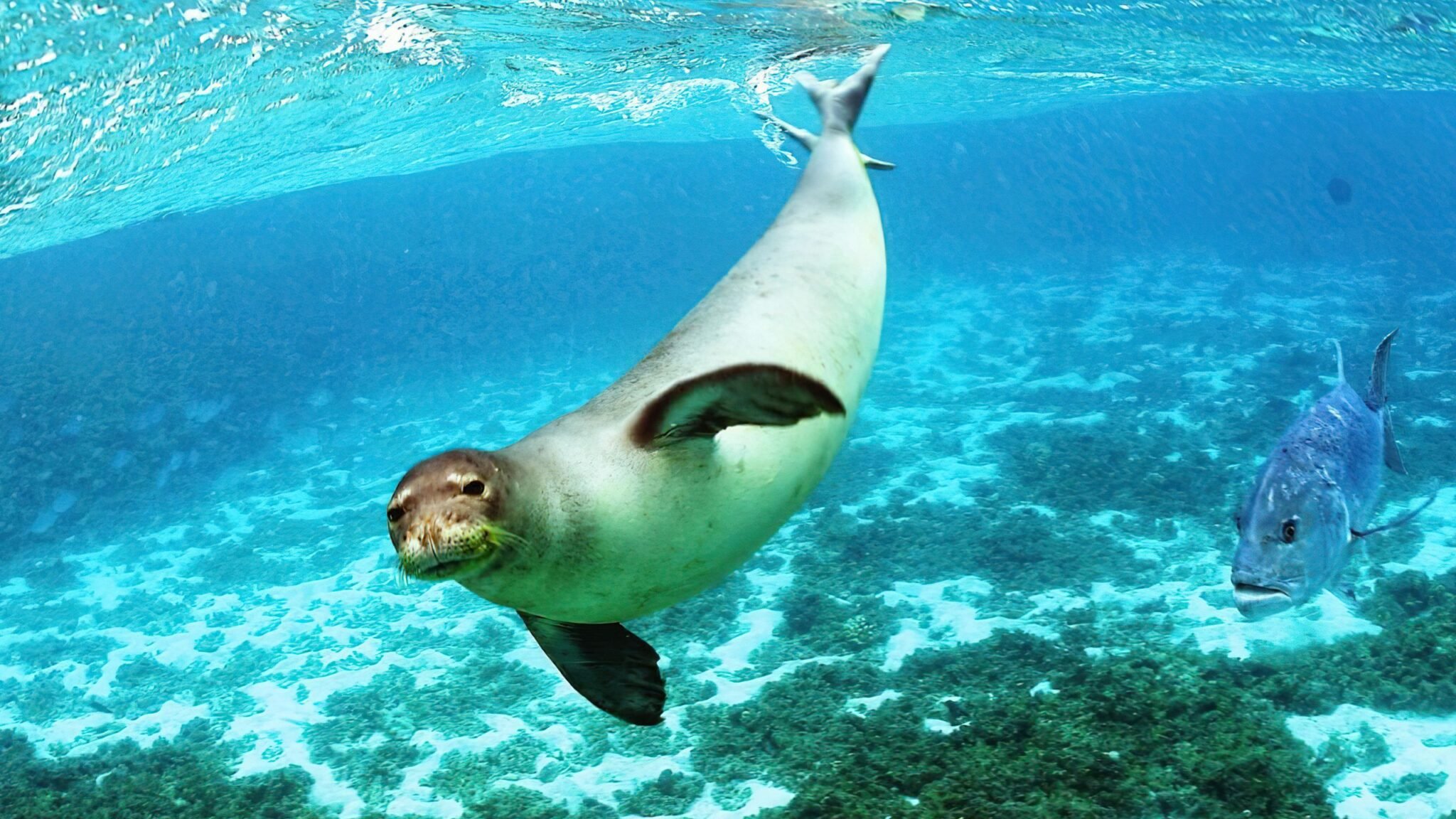 Nisyros Geopark, Monachus-Monachus Mediterranean monk seal