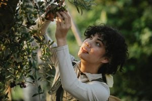 Woman discovering olive harvest in Greece