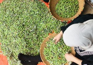 Olive harvest in Greece