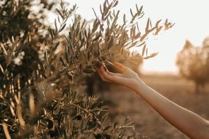 Olive Harvest in Greece